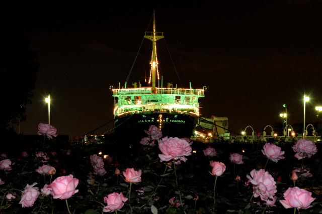 山下公園「夜のバラ」